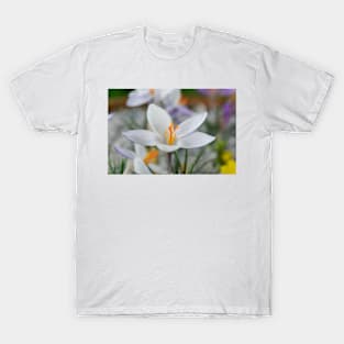 Crocus biflorus subsp. weldenii  'Fairy' T-Shirt